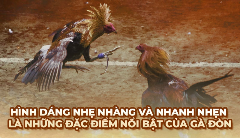 Hình dáng nhẹ nhàng và nhanh nhẹn là những đặc điểm nổi bật của gà đòn